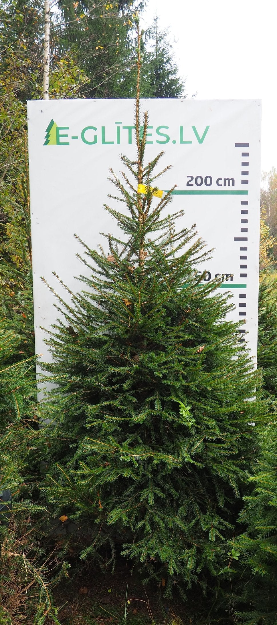 Egle 3HB8, garums 2.75m