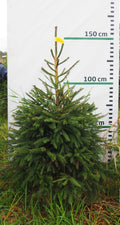Egle 3J6, garums 1.50m