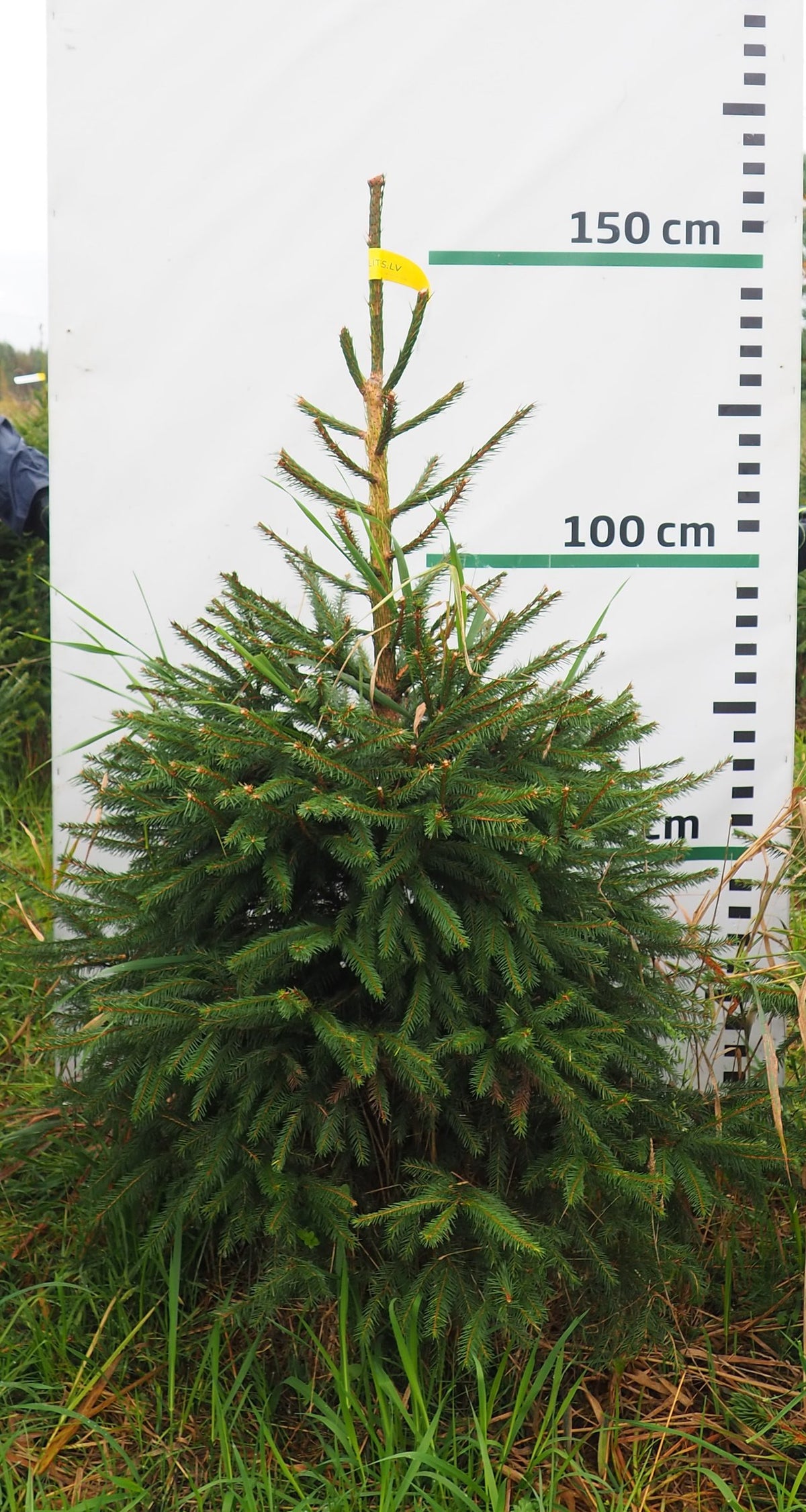 Egle 3J6, garums 1.50m