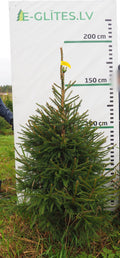 Egle 3J7, garums 1.75m