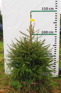 Egle 3J8, garums 1.25m
