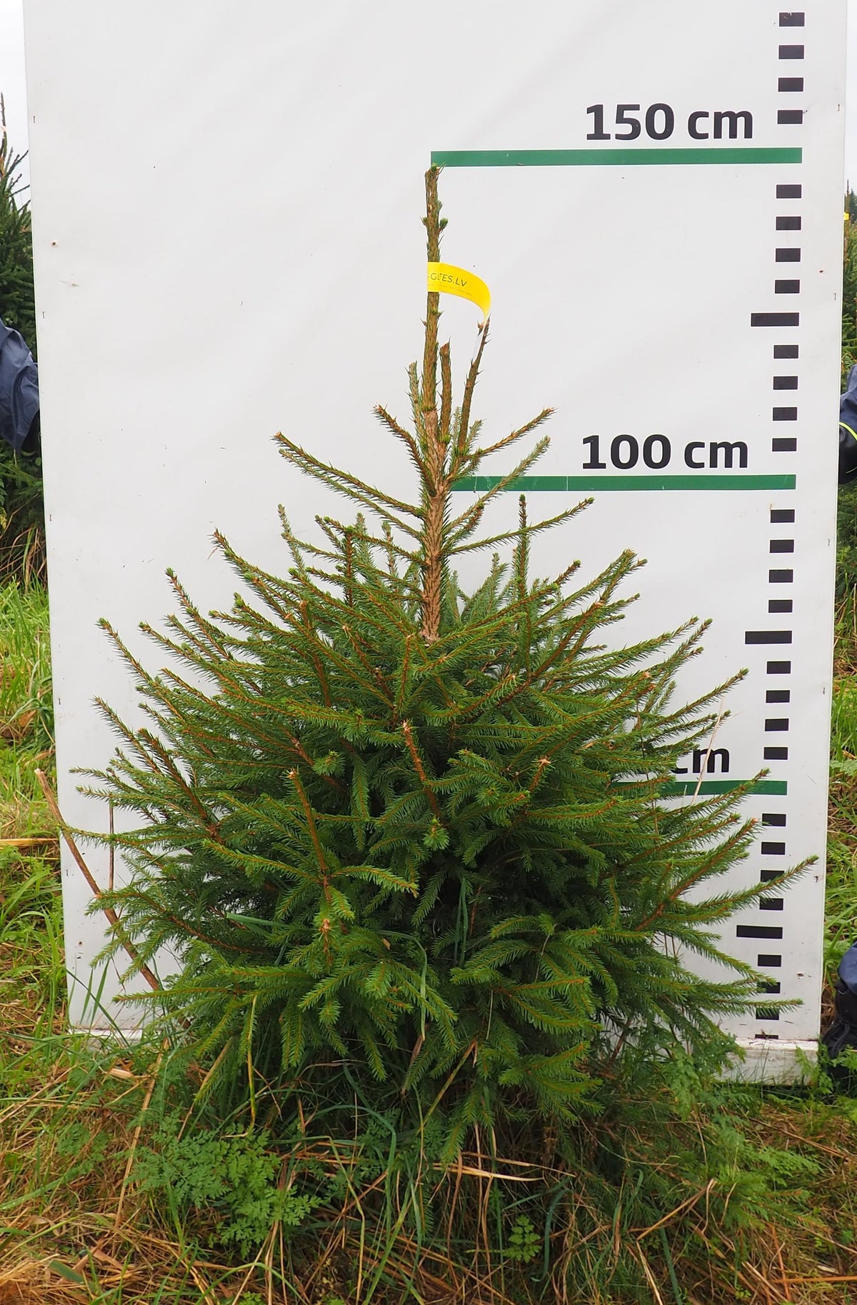 Egle 3J8, garums 1.25m