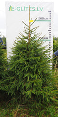 Egle 3K20, garums 2.25m