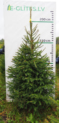 Egle 3K22, garums 2.25m