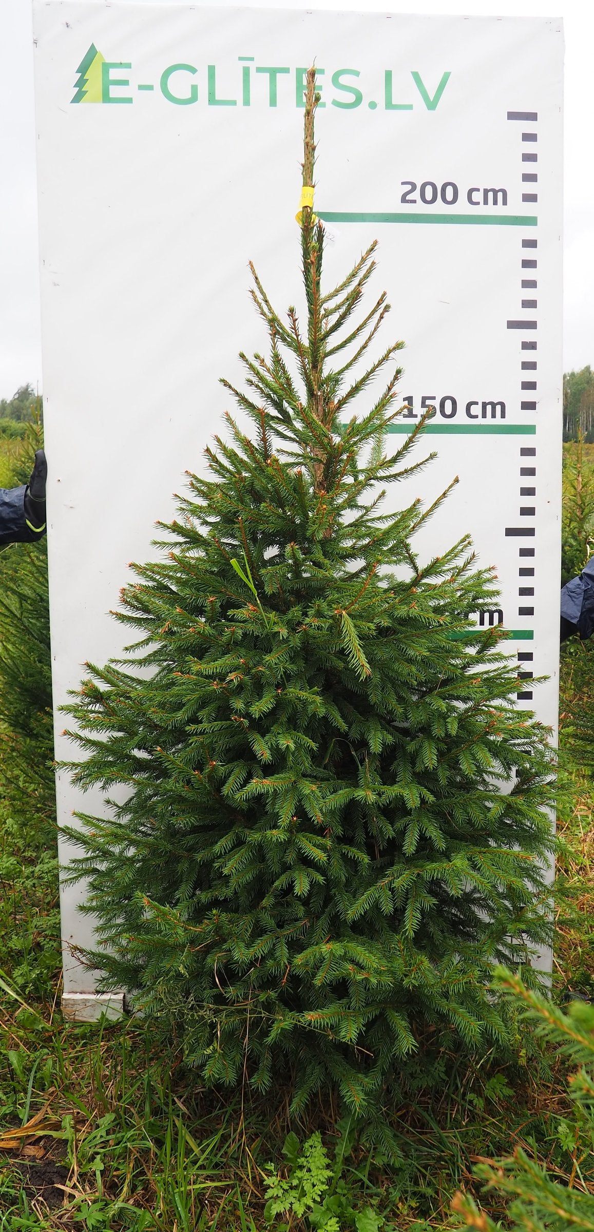 Egle 3K22, garums 2.25m