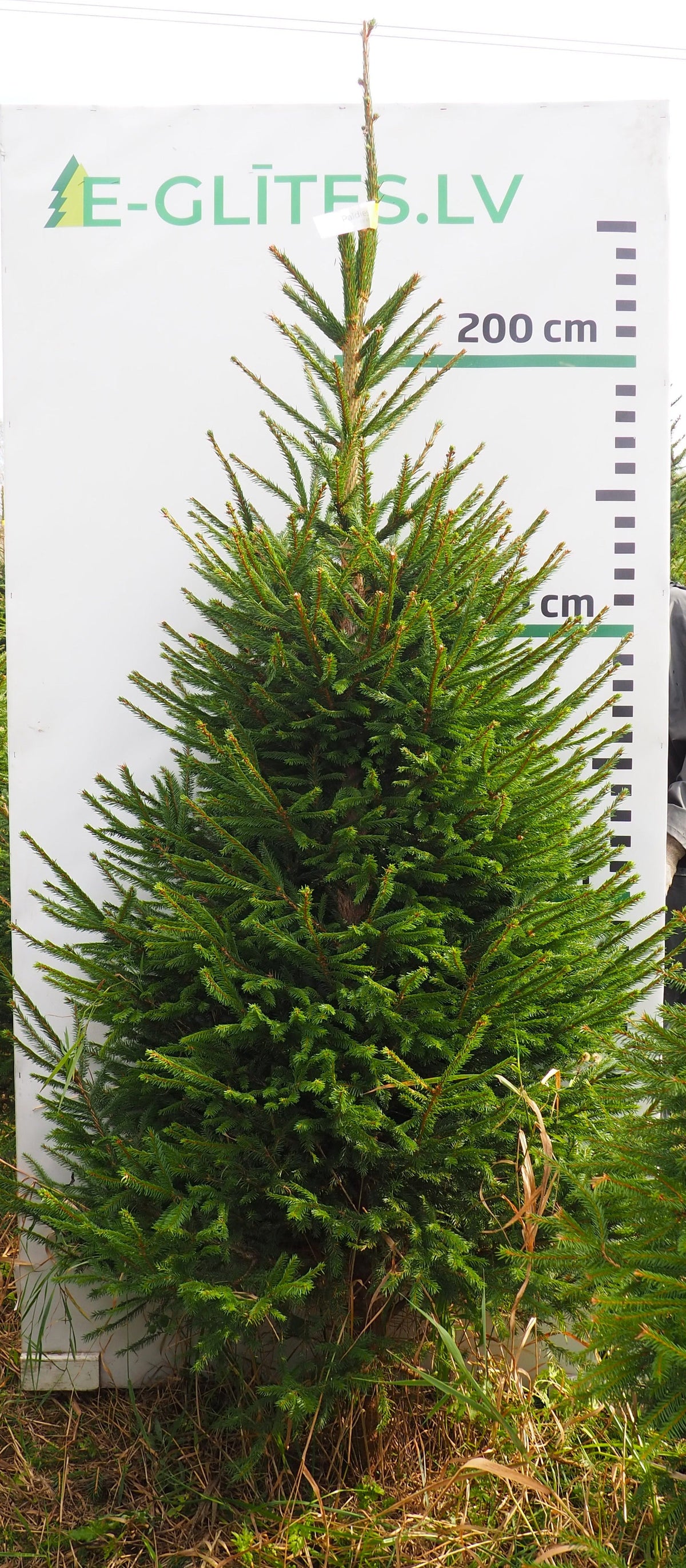 Egle 3K22