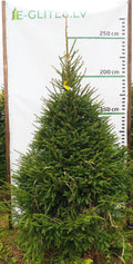Egle 3K25, garums 2.25m