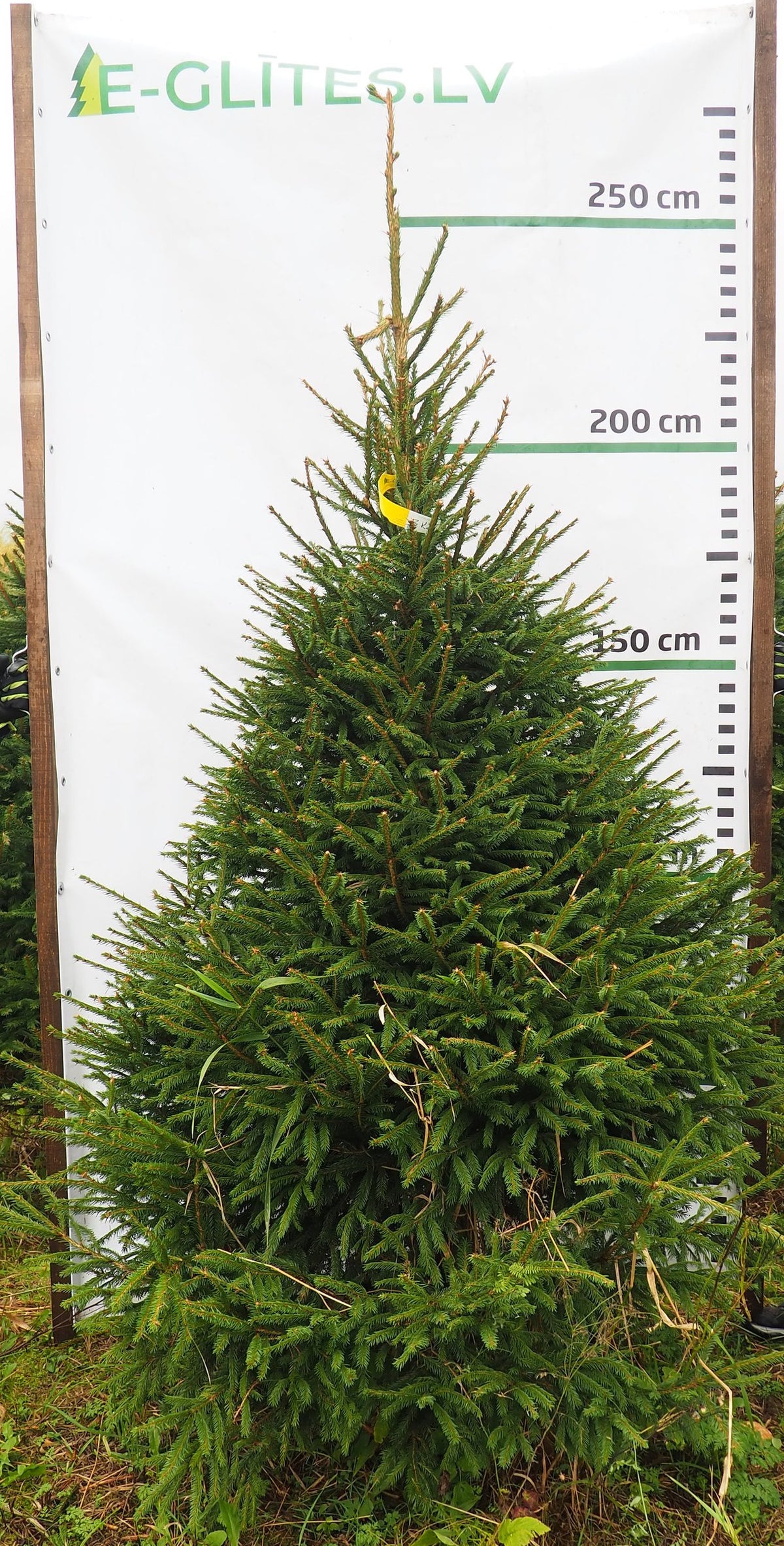 Egle 3K25, garums 2.25m