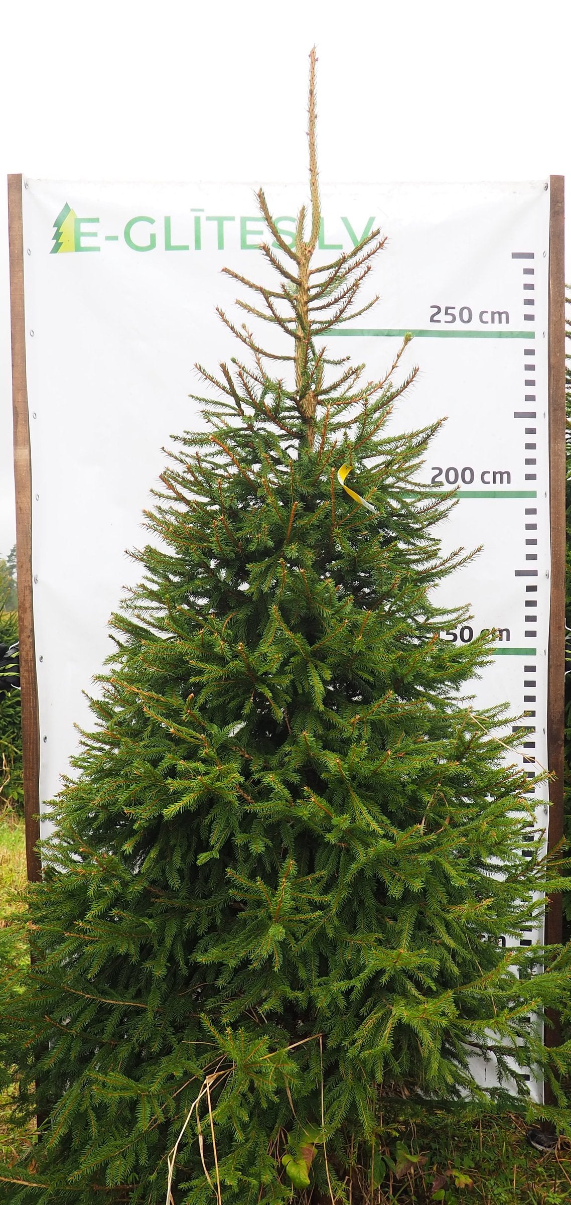 Egle 3K27, garums 3.00m