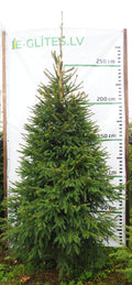 Egle 3K34, garums 2.75m
