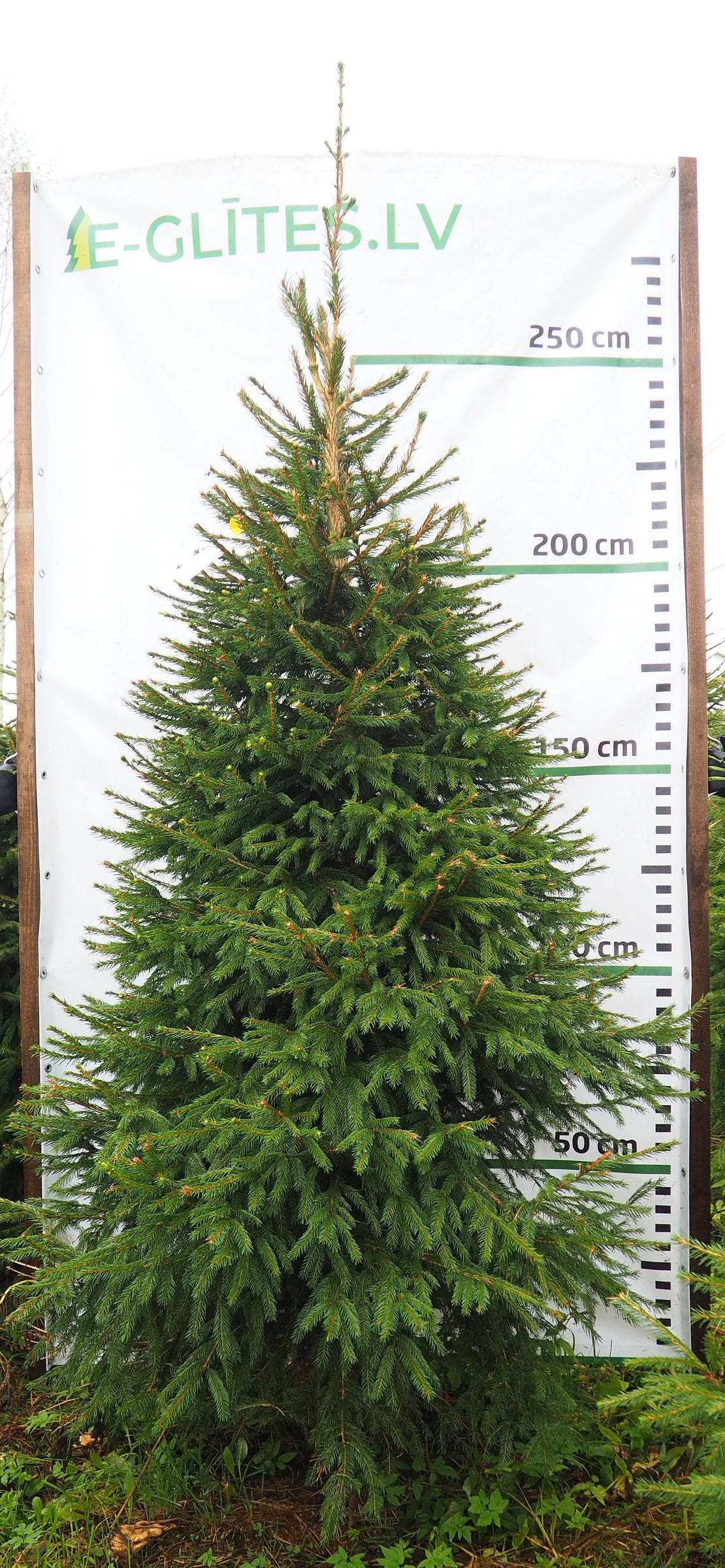 Egle 3K34, garums 2.75m