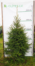 Egle 3K40, garums 2.25m