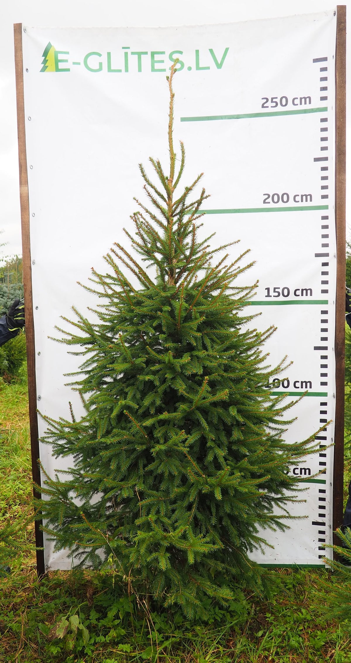 Egle 3K40, garums 2.25m