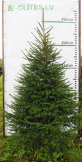 Egle 3K41, garums 2.25m