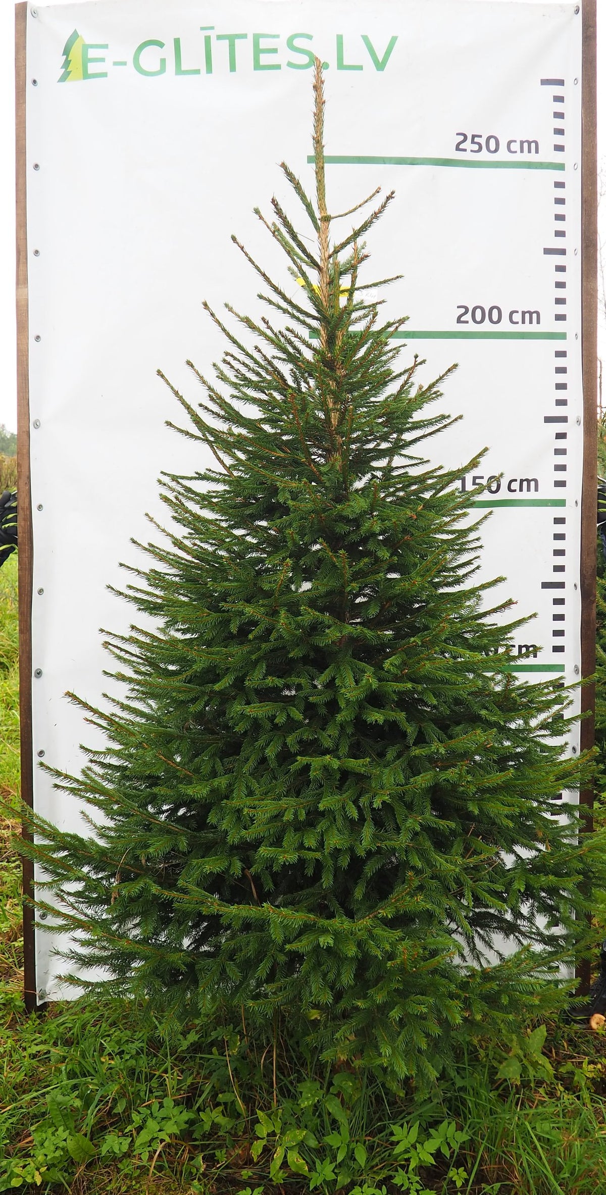 Egle 3K41, garums 2.25m