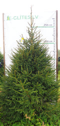 Egle 3K42, garums 2.75m