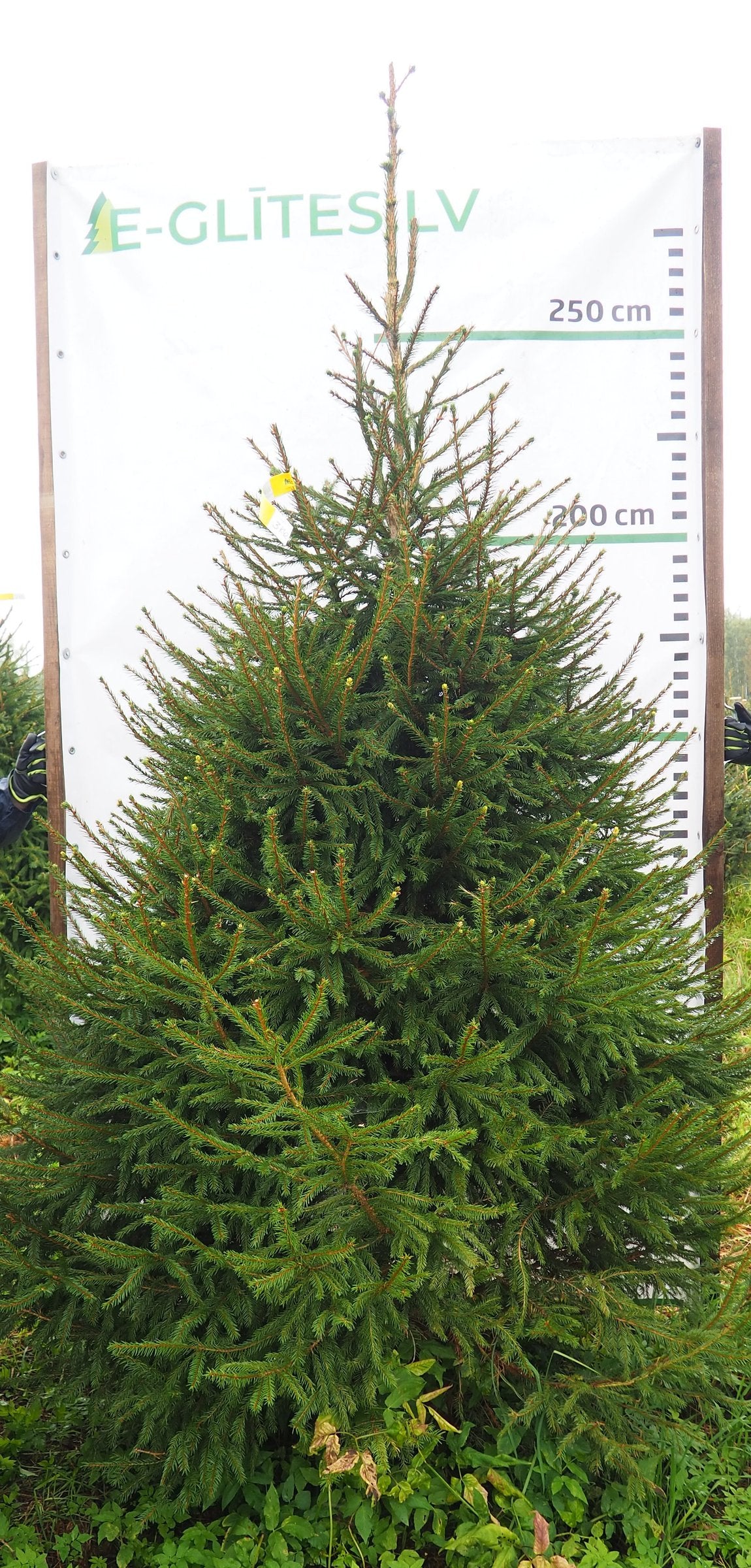 Egle 3K42, garums 2.75m