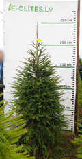 Egle 3L12, garums 2.00m
