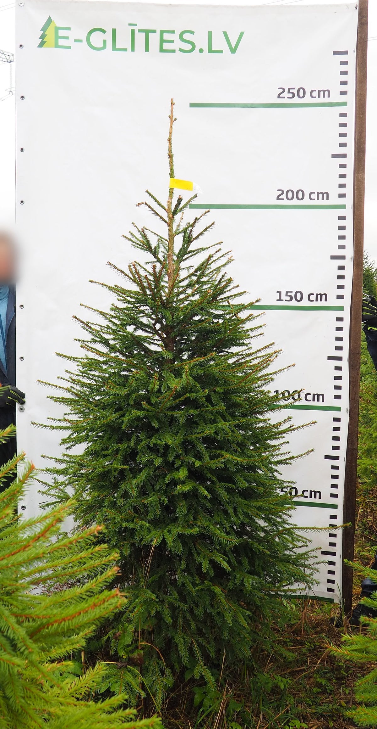 Egle 3L12, garums 2.00m