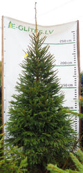 Egle 3L13, garums 3.00m