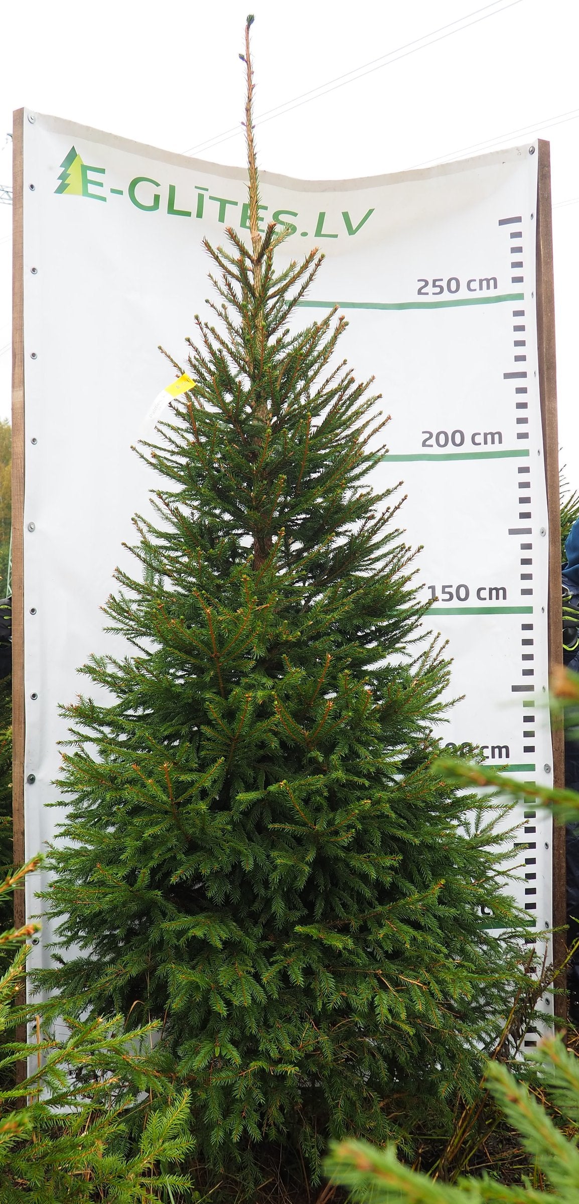 Egle 3L13, garums 3.00m