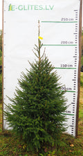 Egle 3L15, garums 2.00m