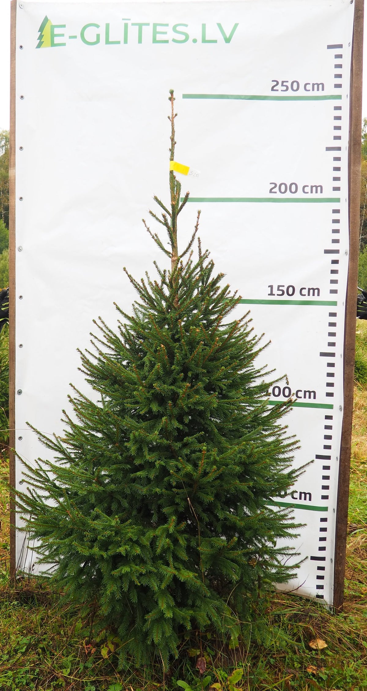 Egle 3L15, garums 2.00m