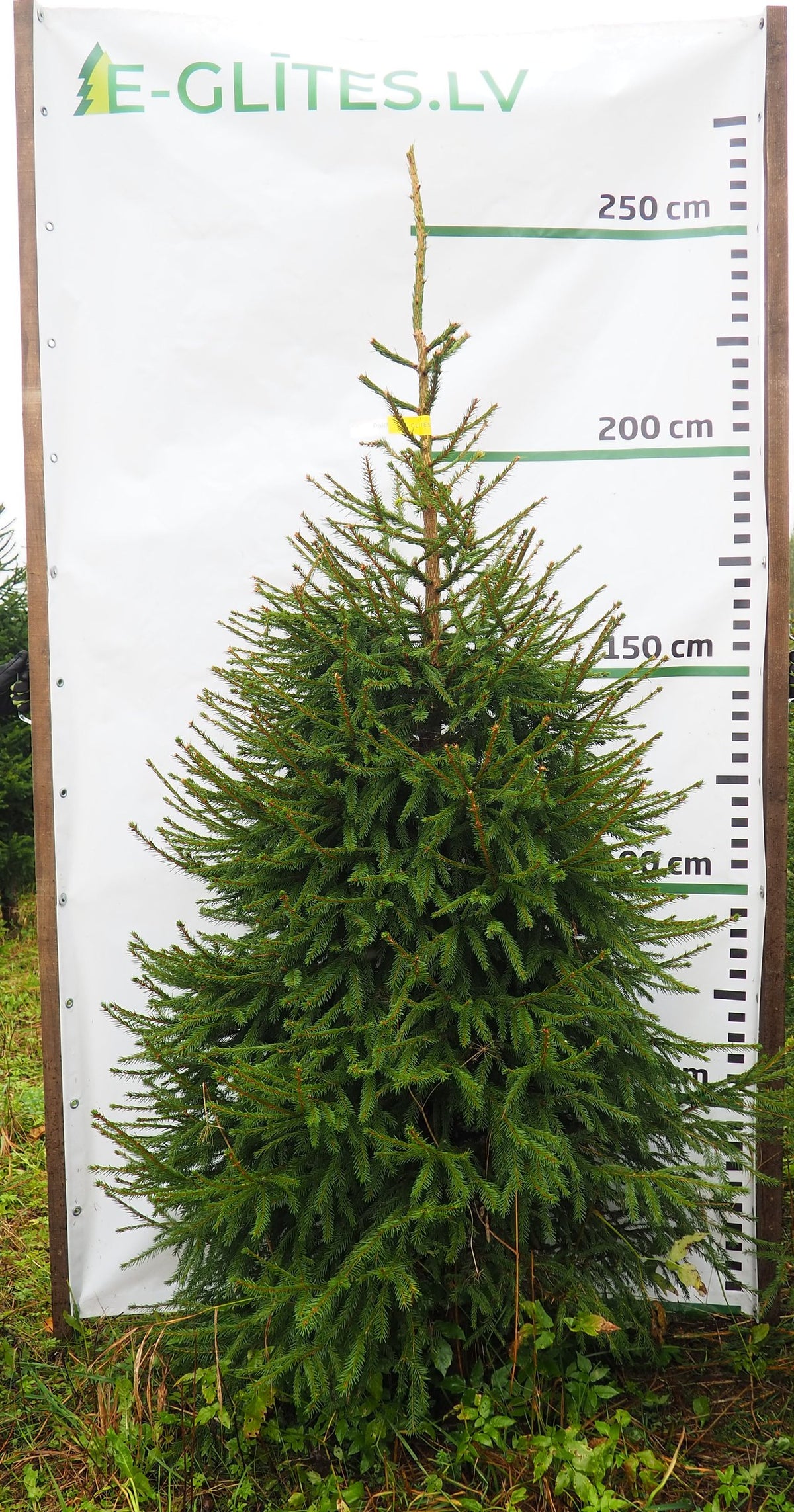 Egle 3L16, garums 2.25m