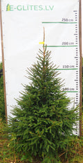 Egle 3L17, garums 2.25m