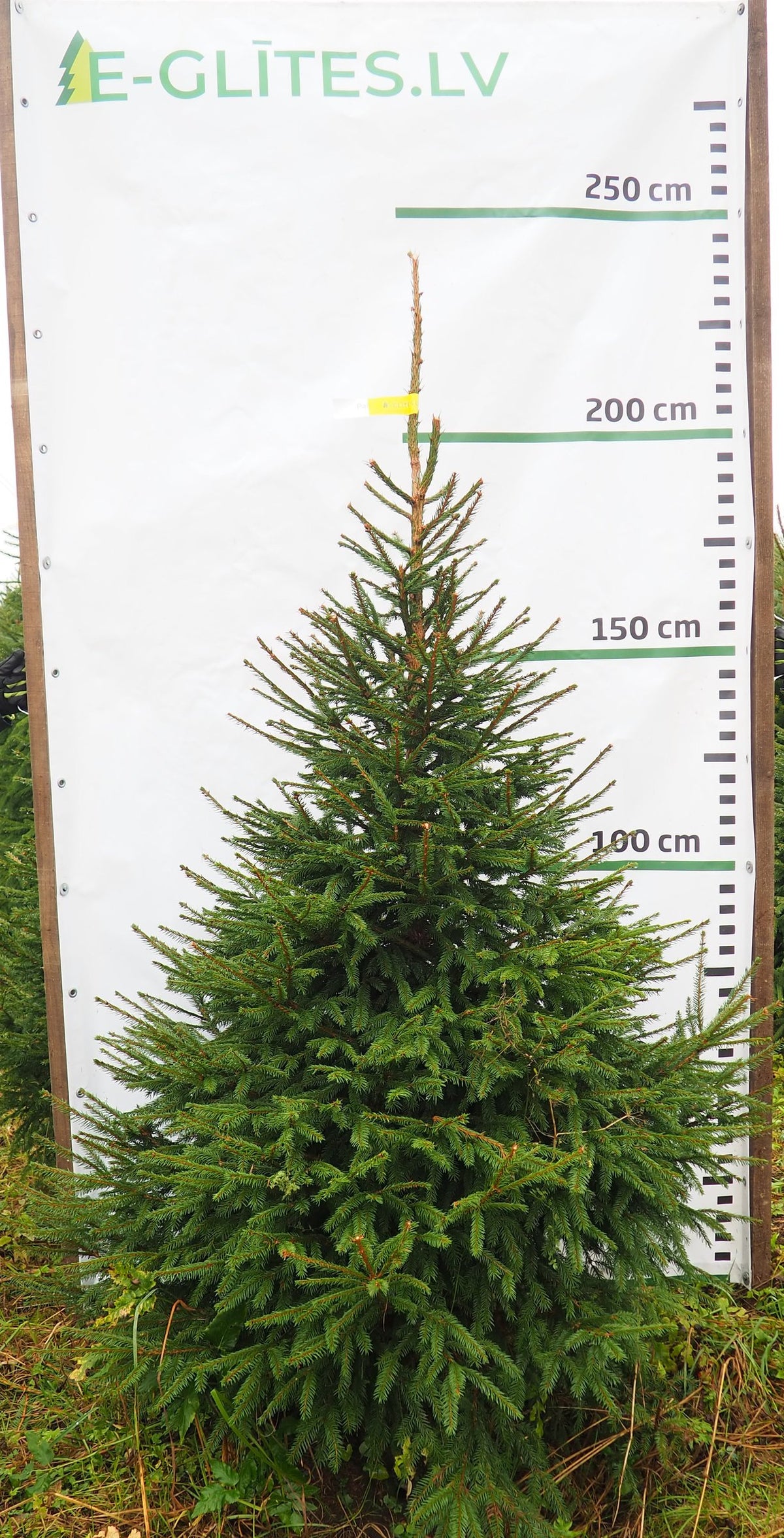Egle 3L17, garums 2.25m
