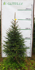 Egle 3L20, garums 2.00m