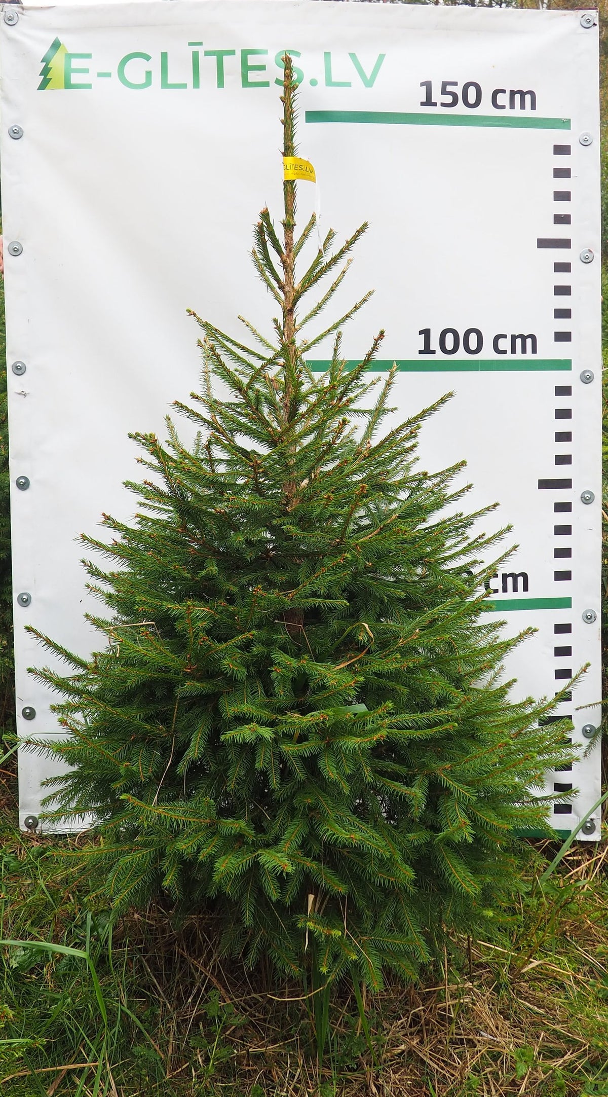 Egle 3T15, garums 1.50m