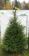 Egle 40T105, garums 2.00m