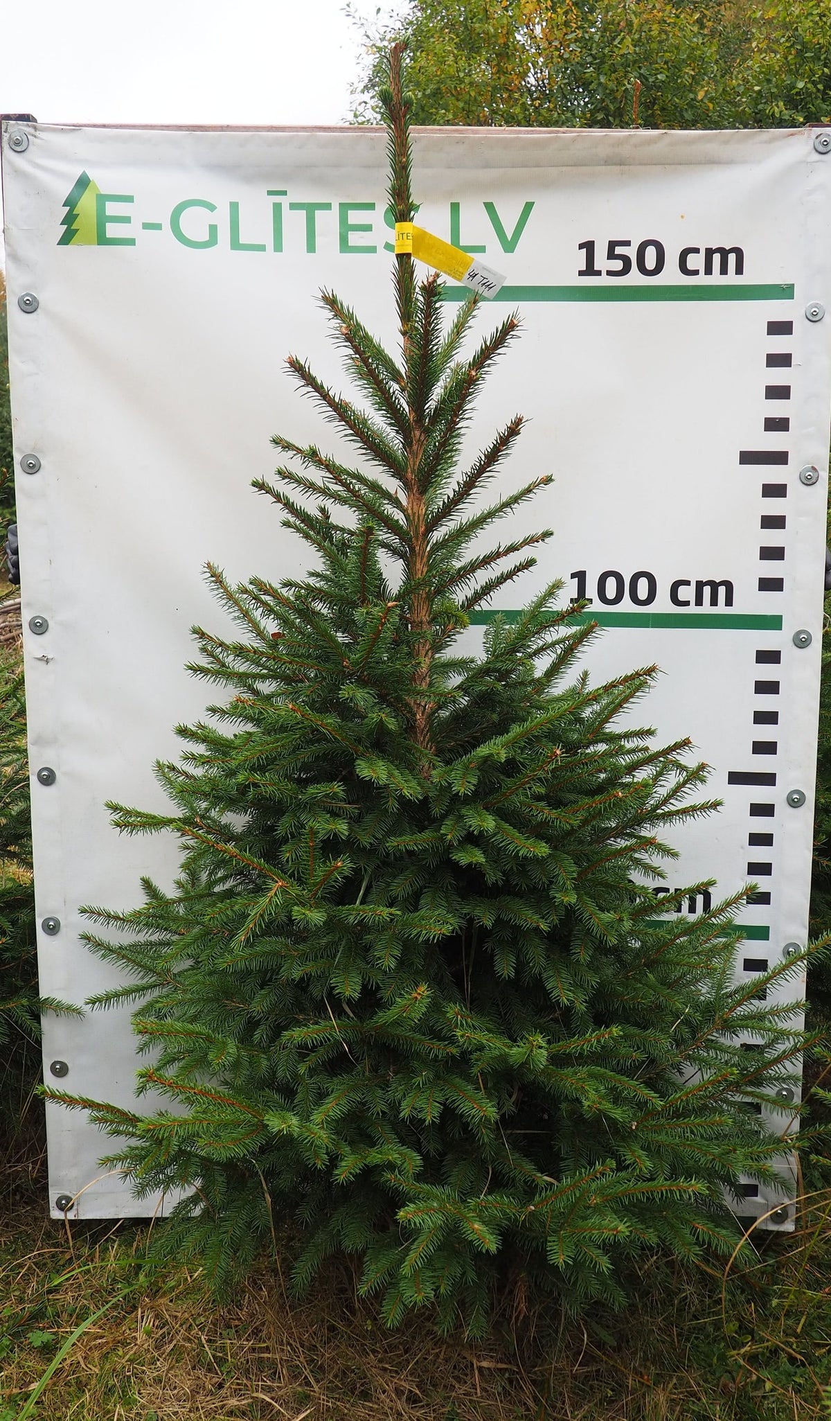 Egle 41T111, garums 1.75m