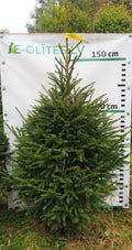 Egle 41T112, garums 1.75m
