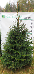 Egle 41T114, garums 1.75m