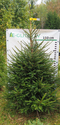 Egle 42T109, garums 2.25m