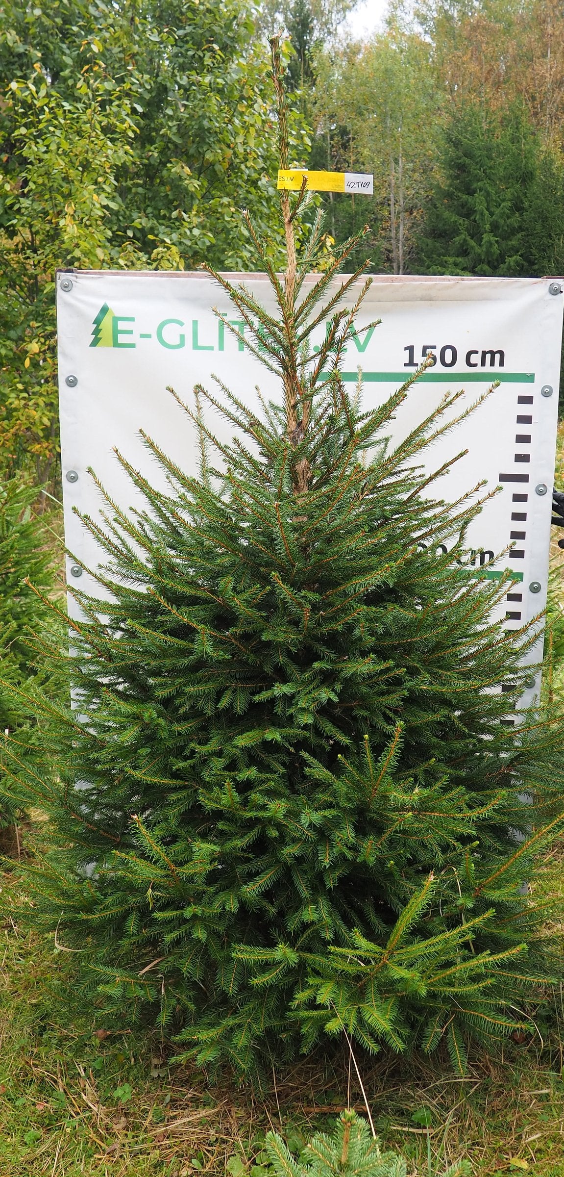 Egle 42T109, garums 2.25m