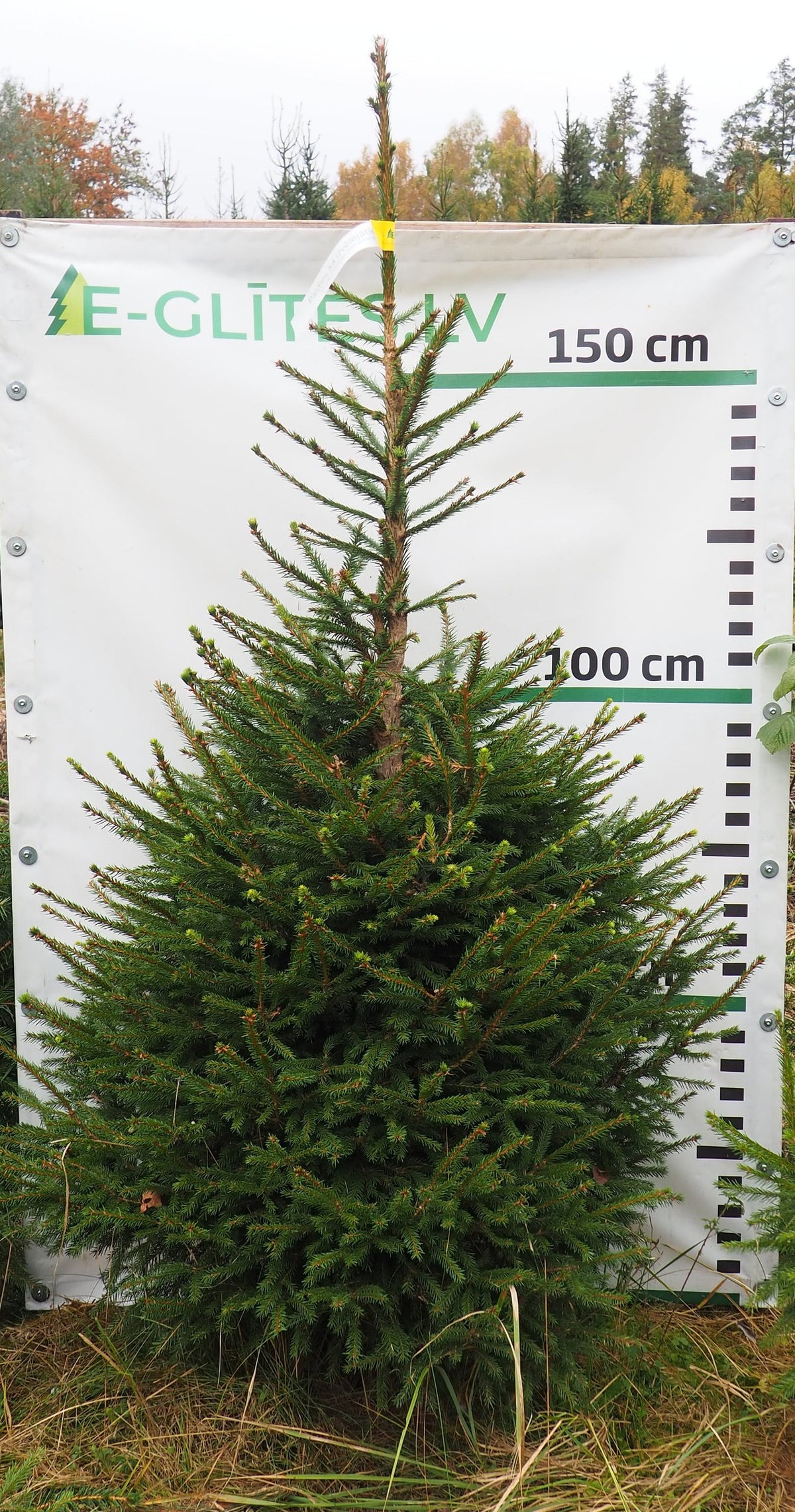 Egle 42T110, garums 1.75m