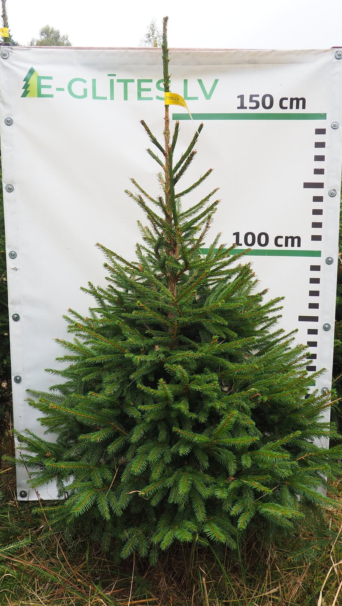Egle 42T113, garums 1.50m