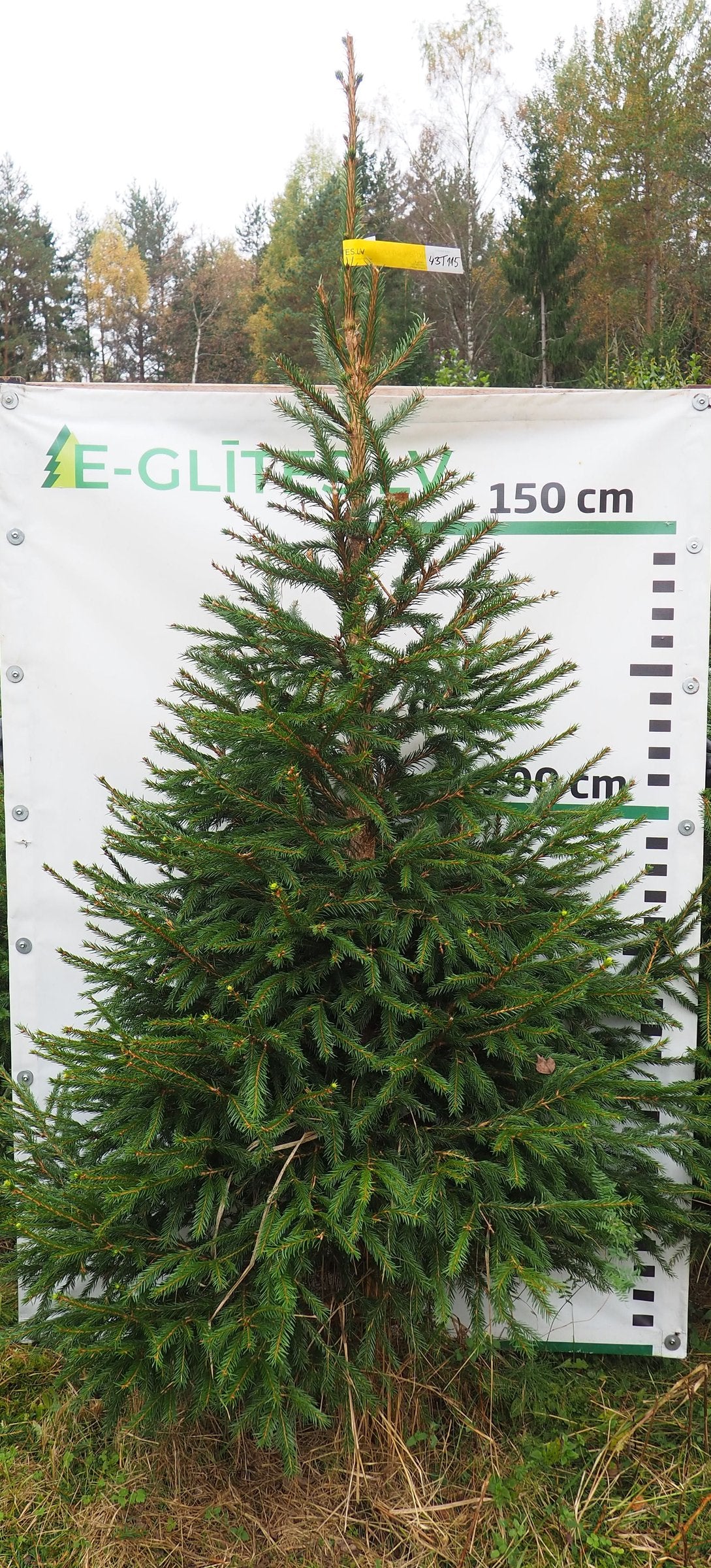 Egle 43T115, garums 2.25m