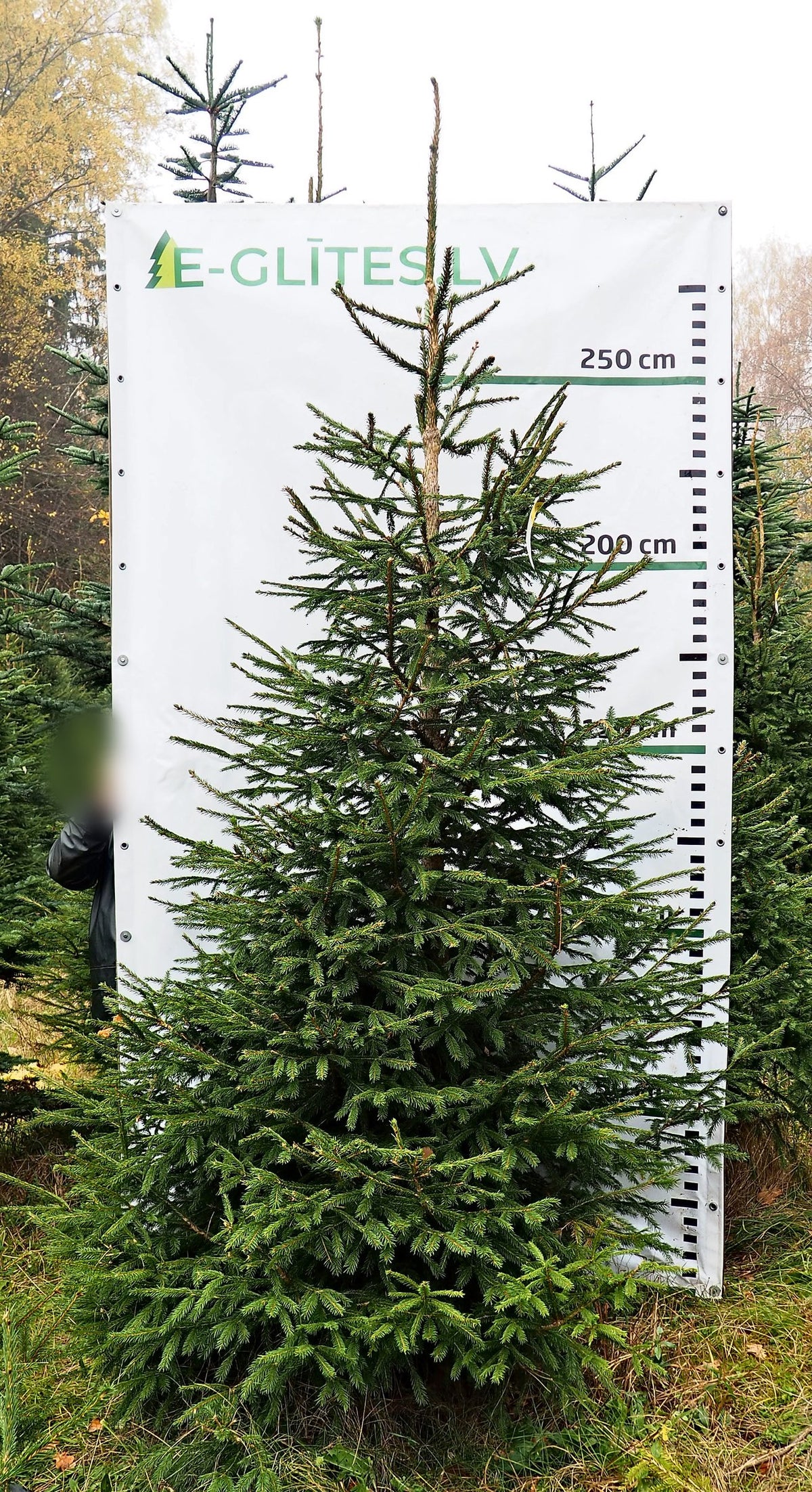 Egle 4B1, garums 2.75m