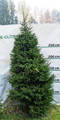 Egle 4D5, garums 3.00m