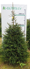 Egle 4H7, garums 2.25m