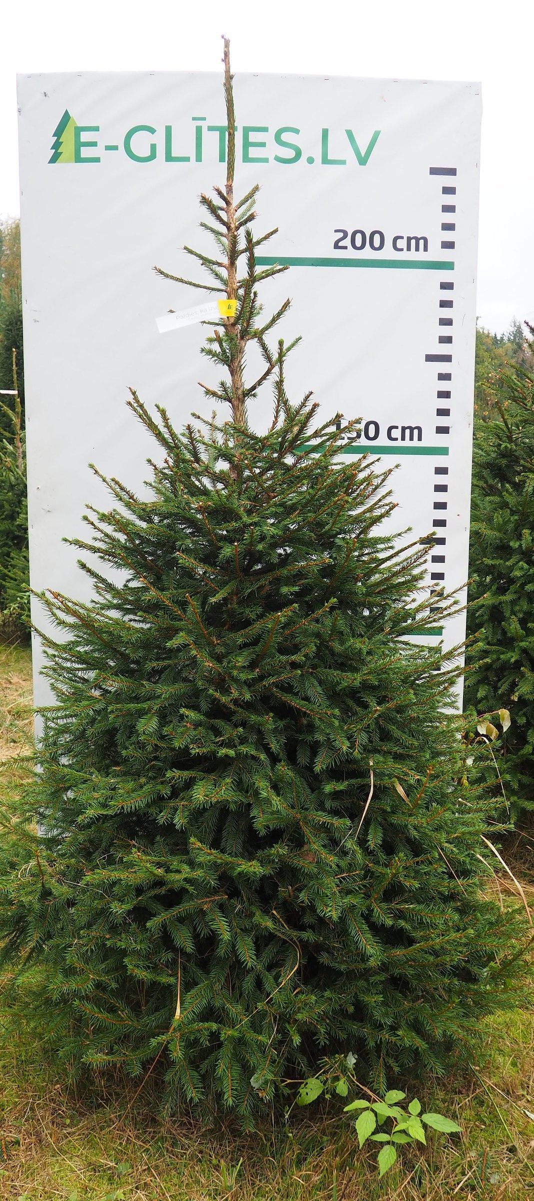 Egle 4H7, garums 2.25m