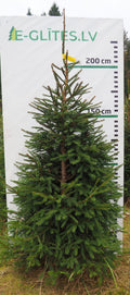 Egle 4H8, garums 2.25m