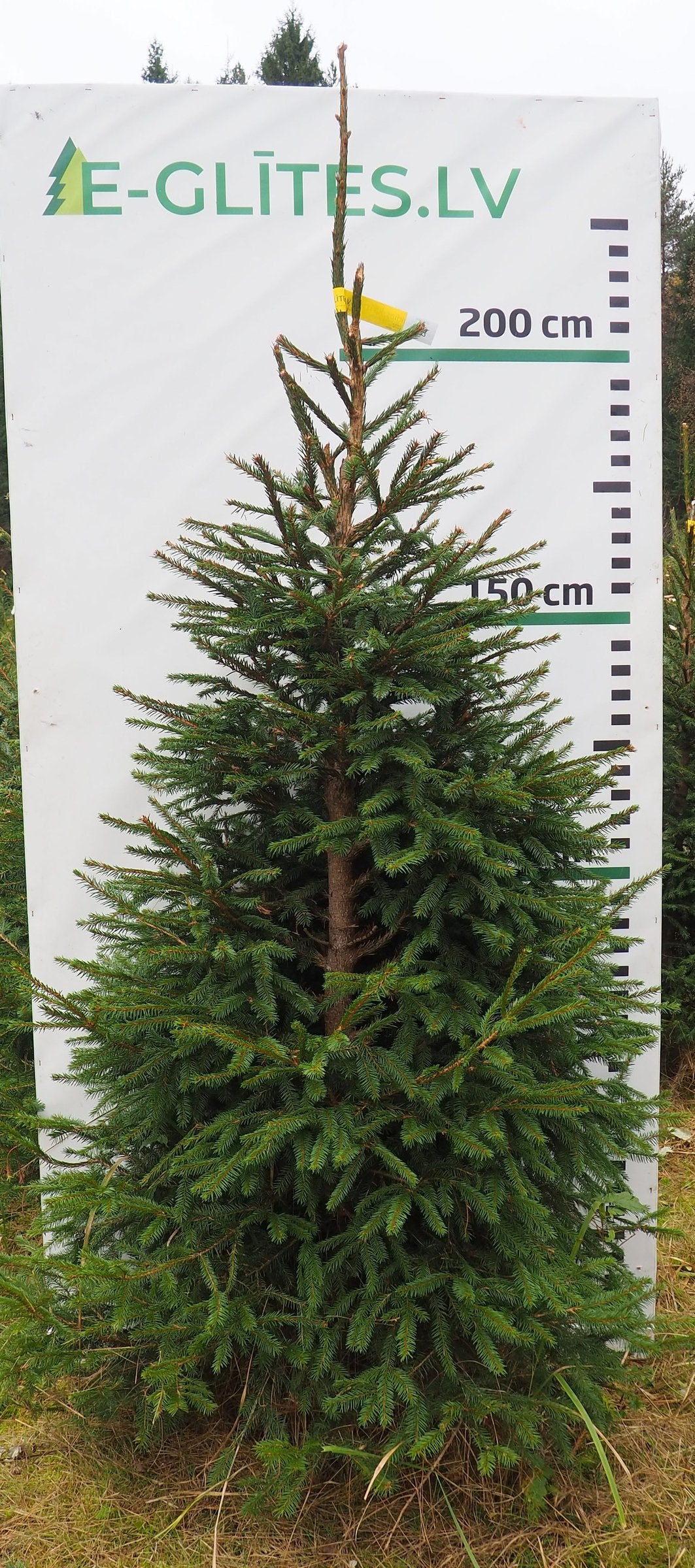 Egle 4H8, garums 2.25m