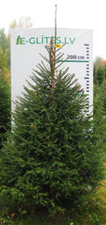 Egle 4HB10, garums 2.50m