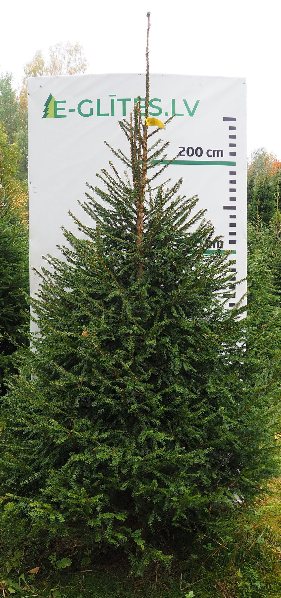 Egle 4HB10, garums 2.50m