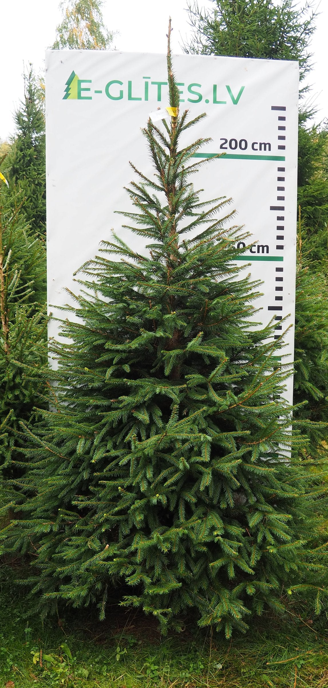 Egle 4HB11, garums 2.50m